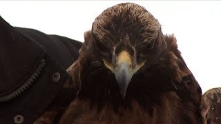 Eagle Number 46 Takes Flight