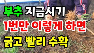 1년에 딱 한번으로 부추 굵게 키우는 방법