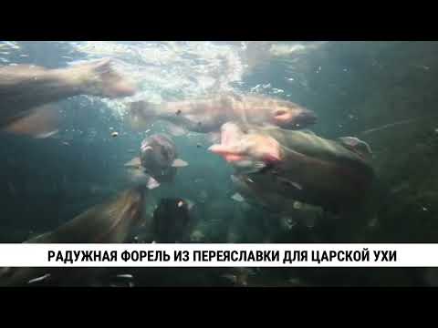 Радужная форель из Переяславки для Царской ухи