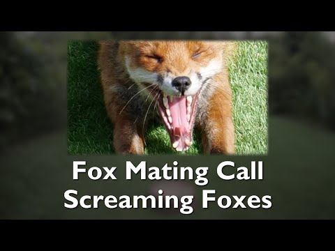 What does a fox mating call sound like?