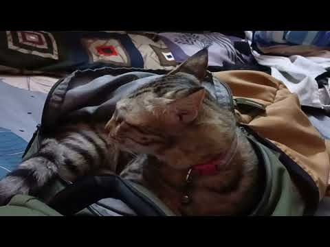 #zoya cat #Cat want to sleep inside my bag😍❤️