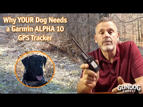 Steve's Reviews: Why YOUR Dog Needs a Garmin ALPHA 10 GPS Tracker