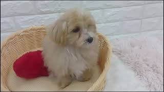 ハーフ犬の動画01