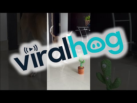 Dogs React to Talking Cactus Toy || ViralHog