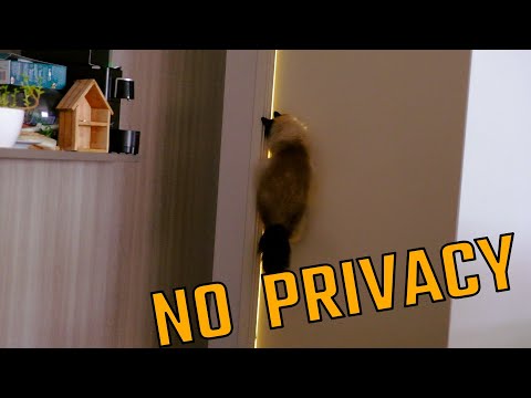 NO PRIVACY, CAT OPENS BATHROOM DOOR