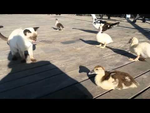 Cat vs Baby Goose - Harbour Cats Puerto del Carmen Lanzarote