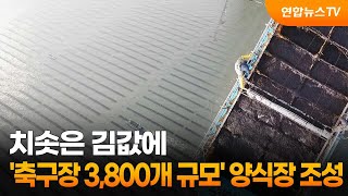 치솟은 김값에 '축구장 3,800개 규모' 양식장 조성 / 연합뉴스TV (YonhapnewsTV)