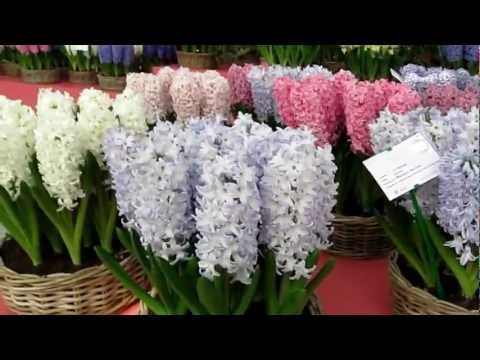 Beautiful hyacinths in Keukenhof 24.03.2012