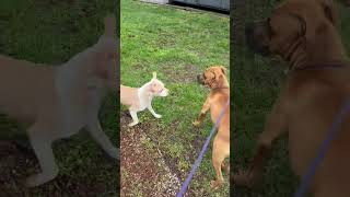 Video preview image #1 Boxer-Unknown Mix Puppy For Sale in Holly Springs, NC, USA