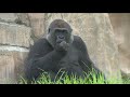 What S New At The San Diego Zoo Safari Park In Escondido