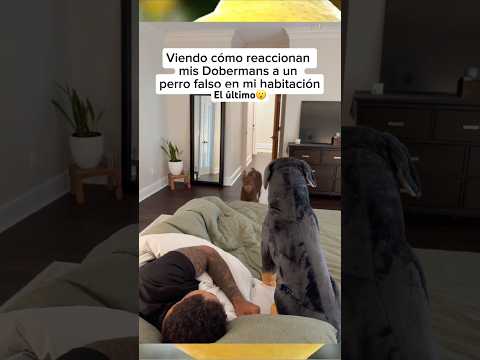 Engañando a mis perros #cachorrosdivertidos #perros #viral