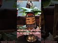 आरती कुंज बिहारी की Radhe Shyam Sorts Viralvideo