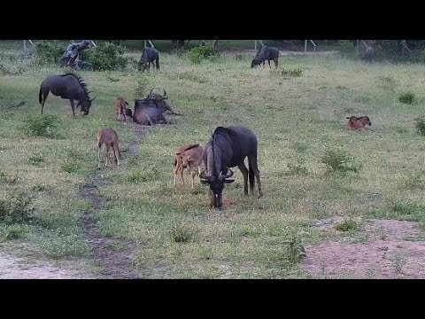 Djuma: Wildebeest herd with calves - 18:30 - 01/02/20