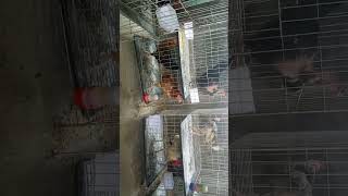 Download lagu basi gorome kabar drawer niom. mp3 Download lagu basi gorome kabar drawer niom. mp3