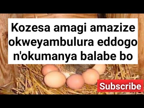Kozesa eggi ezize okweyambulura naawe ayagala okumanya akuuloga