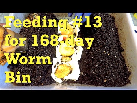 168 day (24 week) old worm composting system receives 13th feeding - vermicompost
