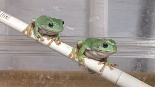 腹の減ったかえる　指を喰われたい飼い主