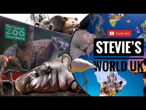 GOODBYE PYGMY HIPPO AND HELLO BABY SLOTH, RED PANDA, TREE KANGAROO AND MORE AT BRISTOL ZOO RETURN