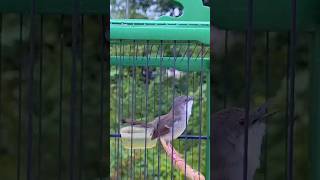 Download lagu Ciblek Kristal Gacor mp3