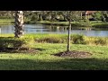 Blue Heron Eats Snake In Paradise