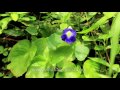 Chirita Bifolia Two Leaved Chirita In Uttrakhand