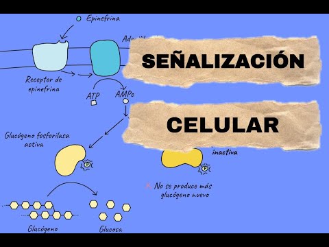 Haz clic para reproducir el video