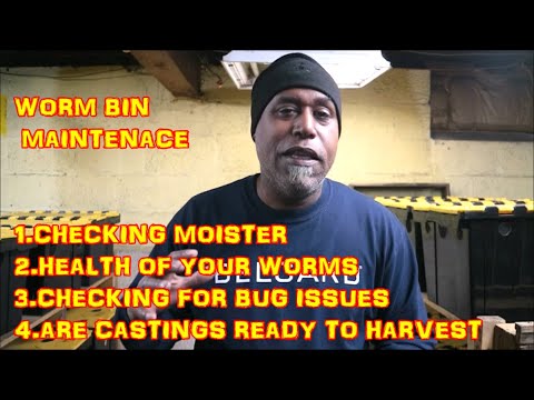 4 things to check for when doing Worm bin maintenance