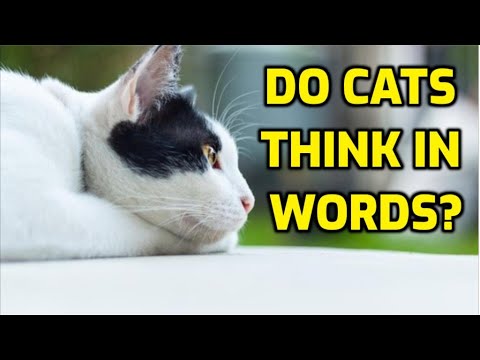 How Do Cats Think Without A Language?