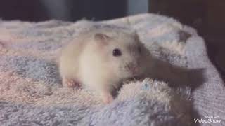 ハムスター育成生活4日目！少し慣れてきたのかな？