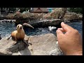 Feeding Sea Lions At SeaWorld Orlando 10 13 21