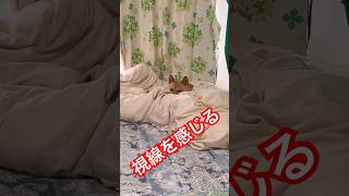視線を送りまくる豆柴 #shibainu #柴犬 #犬のいる暮らし #cute #凝視