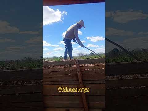 fazenda Diniz besouro de são Gabriel ba