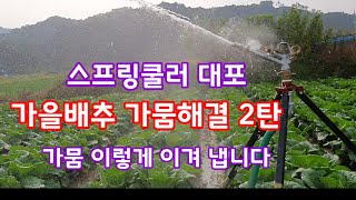 가을배추 가뭄 해결방법 스프링쿨러 대포 [배추재배방법]