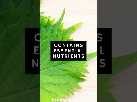 10 Potential Health Benefits Of Shiso 😊