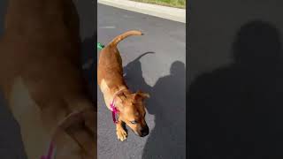 Video preview image #1 Mutt Puppy For Sale in Holly Springs, NC, USA