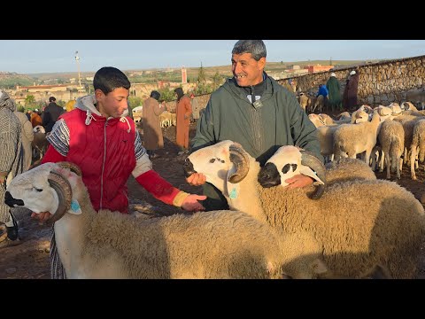 اليوم من سوق حد البروج اقليم سطات مع ثمن الأغنام بتاريخ(25/01/2026)