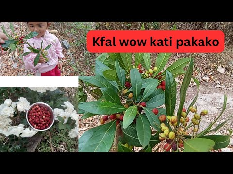 Kafal kati pakeko /dang bangalachuli