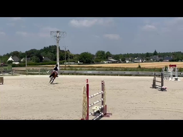 Mare Zangersheide For sale 2016 Bay