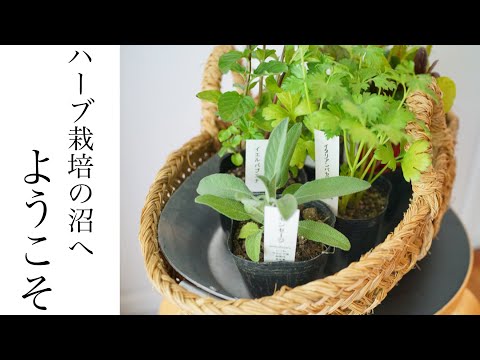 料理用ハーブの栽培: これが仕組みです トピックス