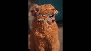 Download lagu Malam Minggu #nostalgia #fyp#shorts #story #lucu mp3