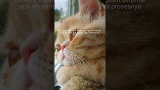Download lagu kucing sad(sedih)cocok buat story wa mp3 Download lagu kucing sad(sedih)cocok buat story wa mp3