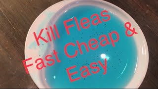 How to Get Rid of Fleas Fast Cheap and Easy. See Links / Info in Description 👇🏻