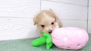 ハーフ犬の動画01