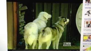 Barking Mad (from Australia) - Bark Busters Home Dog Training of Fort Myers - Patrick Logue