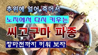 [텃밭농부 1,845]  늦게 심는 씨고구마. 노지텃밭에 심고 보온하는 방법. #고구마재배