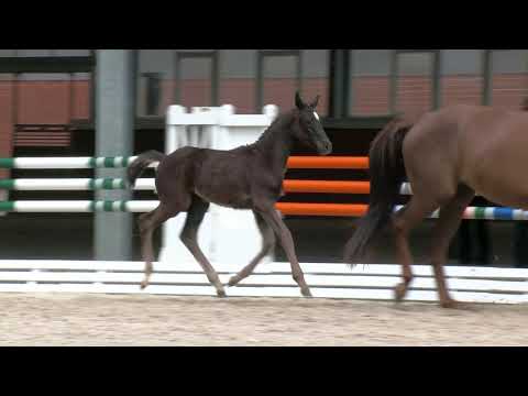 Troff, Global Player-Fürst Romancier-Sir Donnerhall