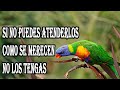 Lo Malo De Tener Pájaros En Casa