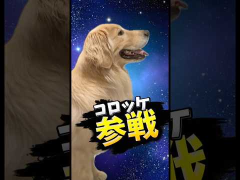大乱闘コロッケブラザーズ #大型犬 #ゴールデンレトリバー