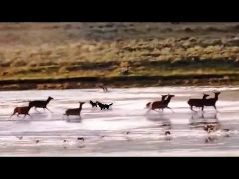 Susia ja peuroja. Paras puolustus on hyökkäys | LUONNON MAAILMA