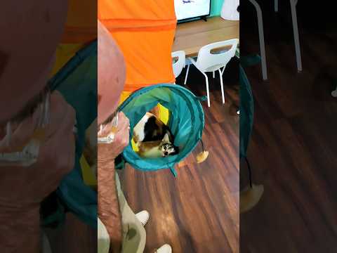 I Went To A Cat Cafe With NO Customers